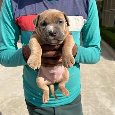This top-quality American Bully male puppy has a beautiful fawn coat and a strong, compact body. He is healthy, active, and has a great temperament.
