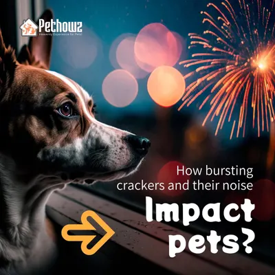 The loud noise from bursting crackers can cause significant stress and anxiety for pets. We provide guidance on how to create a safe and calm environment for your furry family members during festive seasons.