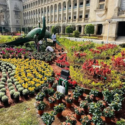 Here you can see the scale of our work at Vidhana Soudha, with a massive peacock topiary as the centerpiece. My team is carefully placing hundreds of potted plants to create intricate, colorful patterns across the lawn.