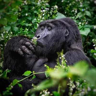 A silverback gorilla in Bwindi Impenetrable Forest, Uganda, gently smells a flower. This tender moment defies the common perception of these powerful animals, showing a softer, more contemplative side that I strive to capture.