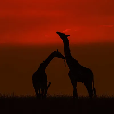 To create a silhouette, you place your subject against a strong light source and expose for the bright sky. Here, two giraffes are perfectly outlined against a vibrant African sunrise. I use an aperture of f/5.6 to f/11 to ensure crisp edges.