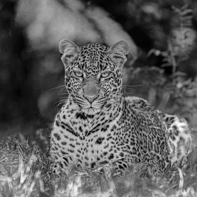 In black and white, the gaze of this leopard becomes even more intense and captivating. Monochrome strips away distractions, focusing the viewer on the raw power and soul of this elusive cat. This is one of my favorite portraits.