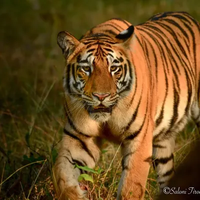 The golden hour light hitting this tiger's coat was just magical. It was walking along the edge of the tall grass in Tadoba, and for a moment, it was glowing. This is the kind of light and moment that wildlife photographers dream of.