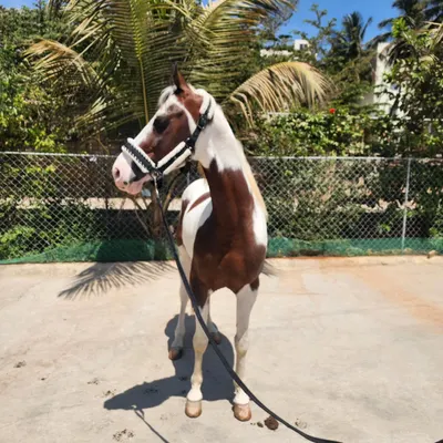Introducing our new stallion, a magnificent Kathiyawadi. This paint horse, or 'Lal Ablak', stands at 59 inches and is a powerful addition to our collection.