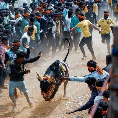This is the peak of action at Hattihabba. A decorated bull, full of energy, runs through the crowd while participants try to guide and control it. Capturing this split second of motion and emotion is what I aim for.
