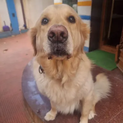The soulful eyes of a beautiful Golden Retriever. This is the look of a happy, contented dog who feels safe and loved.