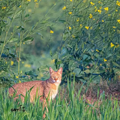A Jungle Cat peers through a field of mustard flowers. These elusive small cats are widespread in India but are difficult to spot and photograph.