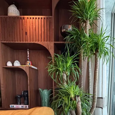 Dracaenas are our absolute favorite. With their sculptural stems and lush crowns, they blend into interiors like a piece of art, adding height and making this room feel instantly more put together.