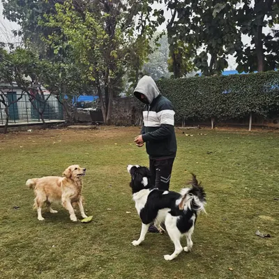 During a group training session, I work on maintaining focus amidst distractions. Here, a Golden Retriever and a Border Collie are learning to stay engaged with me, a skill that translates to better behavior in public spaces.
