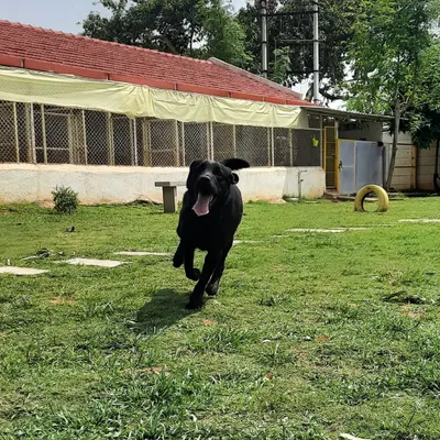 This is Happy, living up to his name with a full speed run across the lawn. Seeing our guests this joyful is what it's all about.