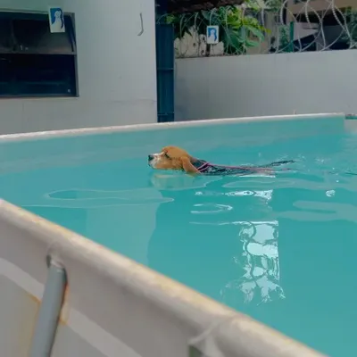 A Beagle enjoying a calm swim in our clean, well-maintained pool. Swimming is a great low-impact exercise for dogs of all ages.