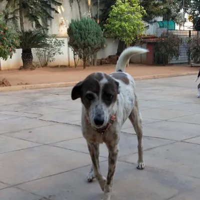 Our dear Sunny on one of her daily patrols. She had a quiet confidence and a gentle soul that all the other dogs respected. She truly was the heart of Stay.