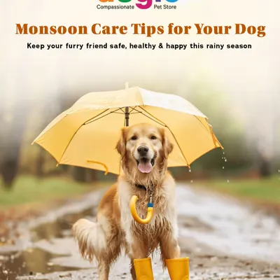 Monsoon care is crucial for your dog. This rainy season, we want to help you keep your furry friend safe, healthy, and happy with our expert tips on everything from paw care to diet.