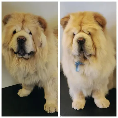 From shaggy to chic! This Chow Chow's before-and-after shows the importance of regular grooming to prevent matting and maintain a healthy, beautiful coat. What a stunning transformation!