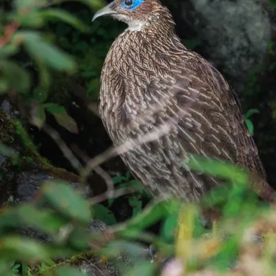 A female Himalayan Monal, perfectly camouflaged in the undergrowth of East Sikkim. While the male is famous for his iridescent plumage, the female's subtle beauty is a reward for the patient observer.