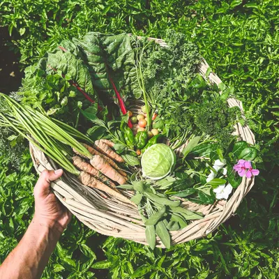 A bountiful harvest basket from our farm, filled with fresh greens, rainbow chard, carrots, and herbs. This is the source of the incredible flavor in our dishes.