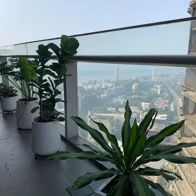 A stunning balcony garden with a panoramic city view. I used a row of fiddle leaf figs and other hardy plants in minimalist white pots to create a green border that doesn't obstruct the beautiful scenery.