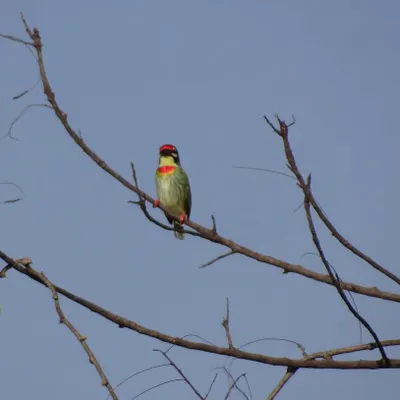 A resident Coppersmith Barbet, photographed near one of my project sites. Understanding the local wildlife is the first step in creating architecture that is truly sustainable and contributes positively to the ecosystem, rather than displacing it.