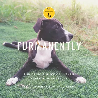 This sums up how I feel. I call them 'furkids' and 'furballs' because they're more than just pets, they are family. This is the heart of my service: pure, unconditional love, for however long you need it.
