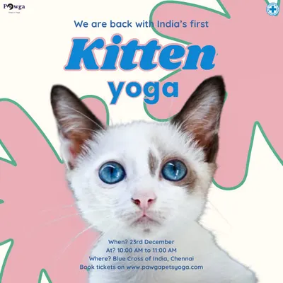 We are back with our famous kitten yoga events in Chennai. This poster features a stunning blue-eyed kitten, inviting you to a beginner-friendly flow at Blue Cross of India.
