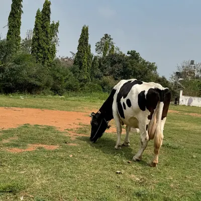 A peaceful cow grazing in a field in Mysore. These simple, grounding moments are a beautiful part of the journey and a reminder to stay present.