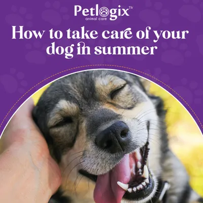 Summer heat requires extra care for our pets. This graphic is the start of a series of tips I've shared to help you keep your dog cool, hydrated, and safe during the hot months.