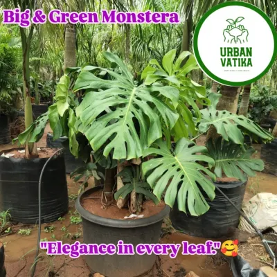 The Monstera Deliciosa, or Swiss Cheese Plant, is a must-have for any modern interior. I source large, healthy specimens like this one with beautiful, fenestrated leaves.