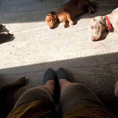 This is my circle of love. Being surrounded by my sleeping pack is a reminder of the trust they place in me as their guardian. My goal is to help my clients build this same level of peace and connection with their own dogs.