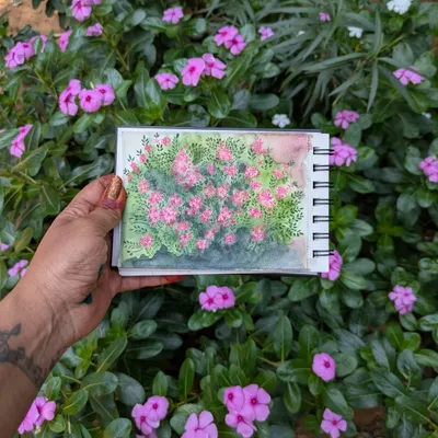 Here's a fun shot from my travels, holding my watercolor painting of periwinkles right in front of the bush that inspired it. I love capturing the beauty of nature as I see it, creating a lasting memory on paper.