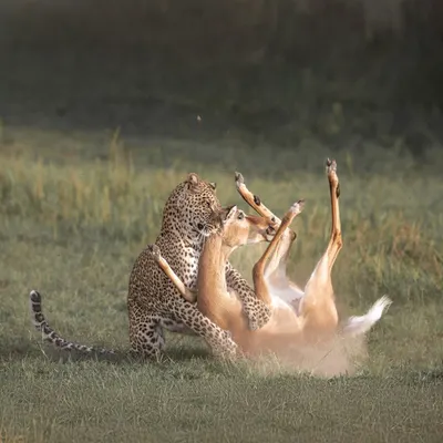 A leopard's hunt is a masterclass in stealth and power. This moment, which I call the 'Death Whisperer', shows the final, intense seconds of a hunt in the Maasai Mara. It's a raw and difficult scene, but it's the unfiltered reality of survival in the wild.
