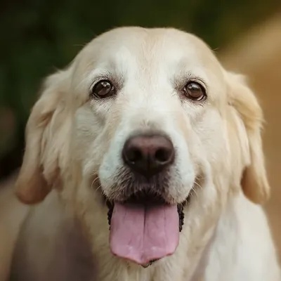 The classic happy Golden Retriever, radiating warmth and friendliness. This is the kind of portrait that perfectly captures the loving spirit of man's best friend, ideal for any family home.
