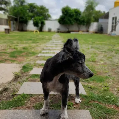 This is Diva, our beautiful 18 year old guest. Caring for senior dogs is a privilege we take very seriously. We ensure they have the softest beds, the calmest environment, and all the gentle affection they deserve in their golden years.