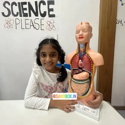 Learning about the human body is an amazing adventure. This student is all smiles as she poses with our anatomical torso model, getting a first look at the organs inside us.