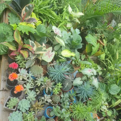 I source a wide variety of plants to suit any project. This collection includes everything from colorful succulents and cacti for sunny spots to lush tropical foliage plants for indoor and shaded areas.