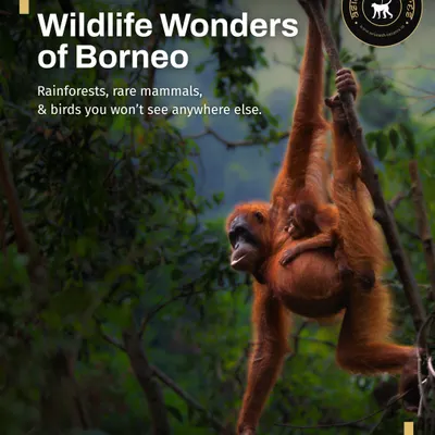 An Orangutan mother and her baby swing through the dense rainforest of Borneo. Our 15-day tour is an immersive experience into the heart of their world, covering key conservation areas like Danum Valley and Kinabatangan.