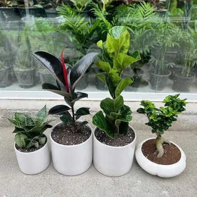 We provide a diverse range of indoor plants to suit any preference. This collection features a Snake Plant, a Rubber Plant, a Fiddle Leaf Fig, and a Bonsai, all potted in clean, modern white ceramic planters.