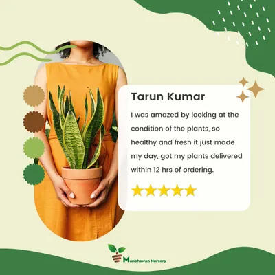 We love our amazing customers. Here's a spotlight on a kind review from Tarun Kumar, who was amazed by the healthy condition of his plants and our fast delivery. Your happiness is what keeps us growing.