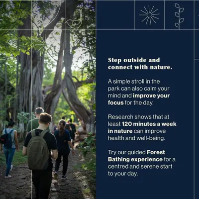 A simple stroll in nature can calm your mind and improve your focus. This image from a guided forest bathing experience shows a group immersing themselves in the woods.