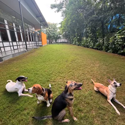A group of dogs of various breeds relaxing together in our outdoor space. This is the result of teaching a calm mindset and proper socialization.