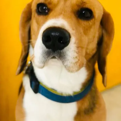 A stunning close-up of a handsome Beagle, looking right into the camera with his soulful eyes.