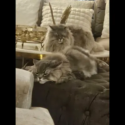 We offer a calm and luxurious space for our feline guests. These two beautiful Persian cats are seen here relaxing in a comfortable, home-like environment, separate from the dogs. Our cat boarding service in Noida ensures your cat feels safe, secure, and pampered.