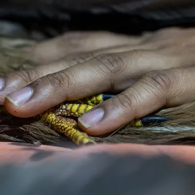 The sharp talons of a Black Kite tangled in deadly manja. This is the tragic reality for many birds of prey during kite season, leading to severe injury and often, death.