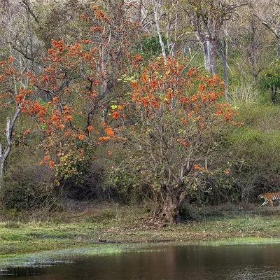A perfect 'tigerscape' from Bandipur, where the Moorkere tigress walks past a blooming Flame of the Forest tree. Composing a shot that balances the animal with its environment is a key skill I teach.
