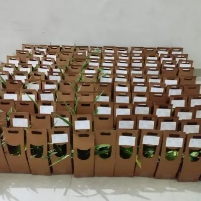 A large batch of plant gifts, each in its own easy-to-carry box, ready for a big event. This shows our capacity to prepare hundreds of individual return gifts for weddings, parties, or conferences.