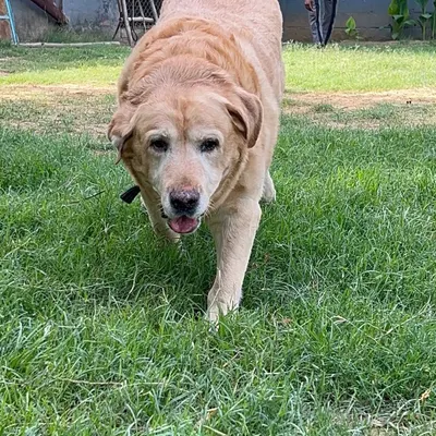 A happy, healthy dog is a beautiful sight. Here at my boarding, dogs are free to be themselves, enjoying the open space and fresh air. This senior Labrador is a perfect example of a content dog living his best life, full of gentle walks and peaceful naps.