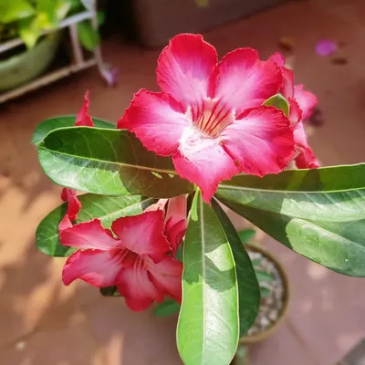 A close-up of a beautiful pink and white Adenium, also known as the Desert Rose. I choose plants that are not only beautiful but also well-suited for the Mumbai climate.