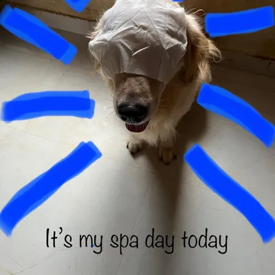 It's spa day for Caesar the Golden Retriever. A little pampering session makes any dog feel special and loved.