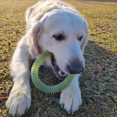 A golden retriever enjoying a chew toy in the grass. A tired dog is a happy dog!