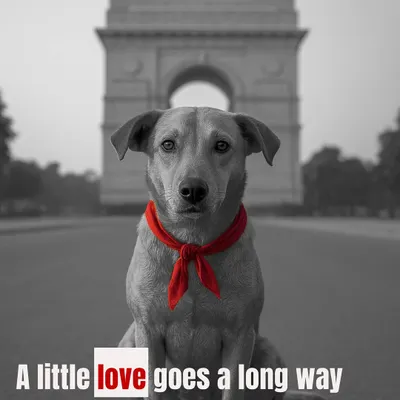 Our guiding principle is to stand up for those left behind. This image from a silent protest for stray dog rights in Delhi captures the heart of our advocacy work.