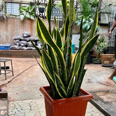 This magnificent Snake Plant (Sansevieria), standing at three feet tall, is on its way to a new home. These established, two-and-a-half-year-old plants are perfect, low-maintenance statement pieces for homes or offices.